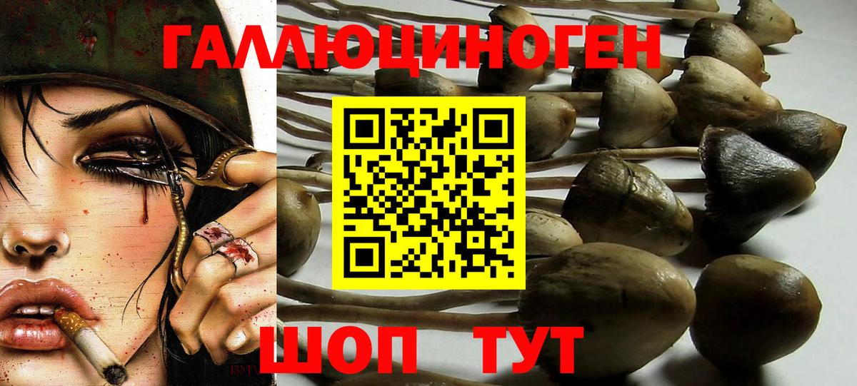 Галлюциногенные грибы Psilocybine cubensis  Псилоцибиновые грибы Magic Shrooms  Белая Калитва  хочу наркоту  Вход с VPN 